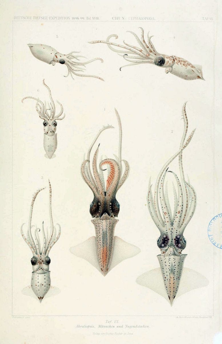 Die Cephalopoden. Bd. 18, T.1 (Atlas)[Jena],G. Fischer,1910-1915. | Cephalopoda "Valdivia (Ship)" "Valdivia Expedition (1898-1899)"  "Woods Hole" | Vintage Print Reproduction 471405