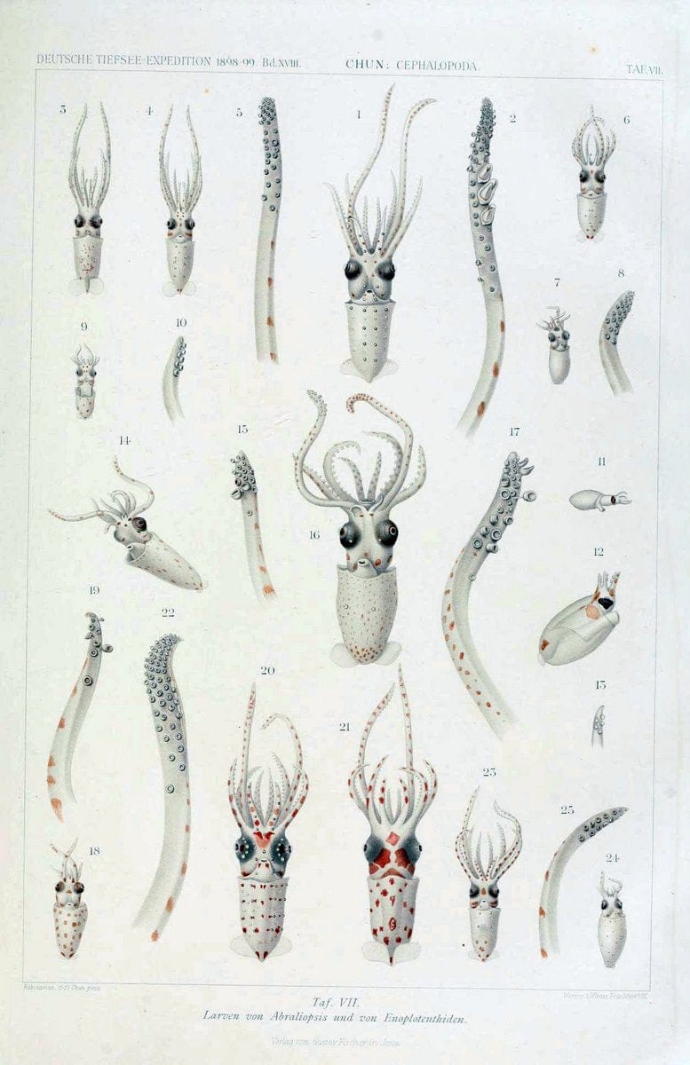 Die Cephalopoden. Bd. 18, T.1 (Atlas)[Jena],G. Fischer,1910-1915. | Cephalopoda "Valdivia (Ship)" "Valdivia Expedition (1898-1899)"  "Woods Hole" | Vintage Print Reproduction 471406