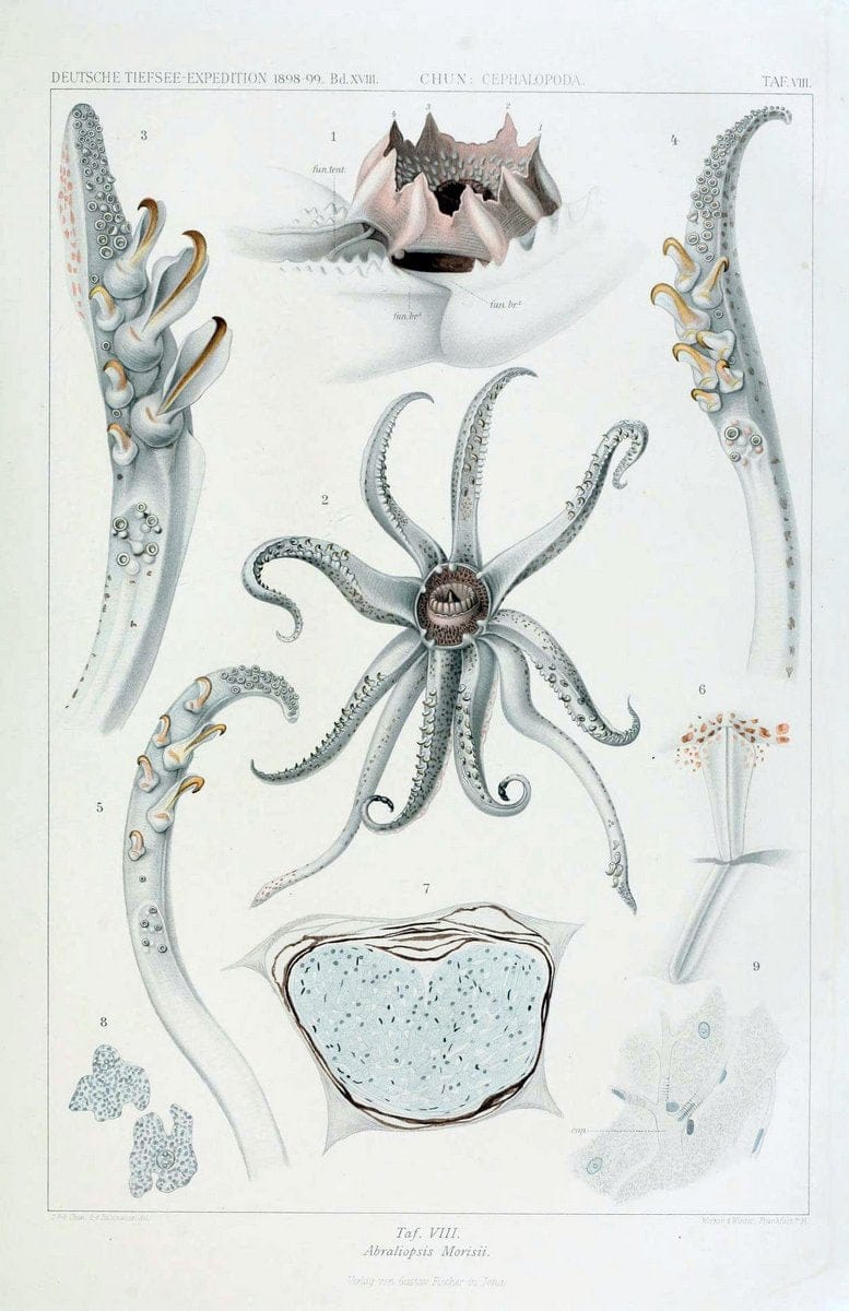 Die Cephalopoden. Bd. 18, T.1 (Atlas)[Jena],G. Fischer,1910-1915. | Cephalopoda "Valdivia (Ship)" "Valdivia Expedition (1898-1899)"  "Woods Hole" | Vintage Print Reproduction 471407