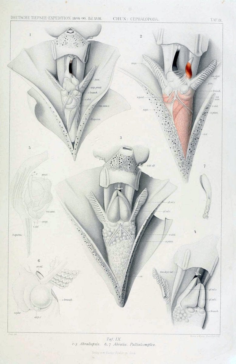 Die Cephalopoden. Bd. 18, T.1 (Atlas)[Jena],G. Fischer,1910-1915. | Cephalopoda "Valdivia (Ship)" "Valdivia Expedition (1898-1899)"  "Woods Hole" | Vintage Print Reproduction 471408