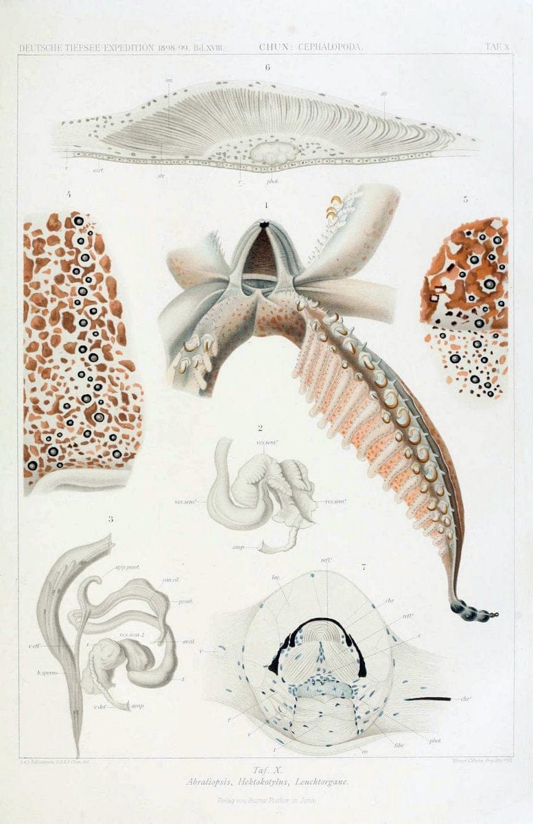 Die Cephalopoden. Bd. 18, T.1 (Atlas)[Jena],G. Fischer,1910-1915. | Cephalopoda "Valdivia (Ship)" "Valdivia Expedition (1898-1899)"  "Woods Hole" | Vintage Print Reproduction 471409