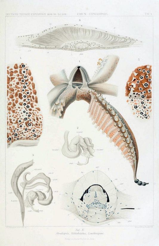 Die Cephalopoden. Bd. 18, T.1 (Atlas)[Jena],G. Fischer,1910-1915. | Cephalopoda "Valdivia (Ship)" "Valdivia Expedition (1898-1899)"  "Woods Hole" | Vintage Print Reproduction 471409