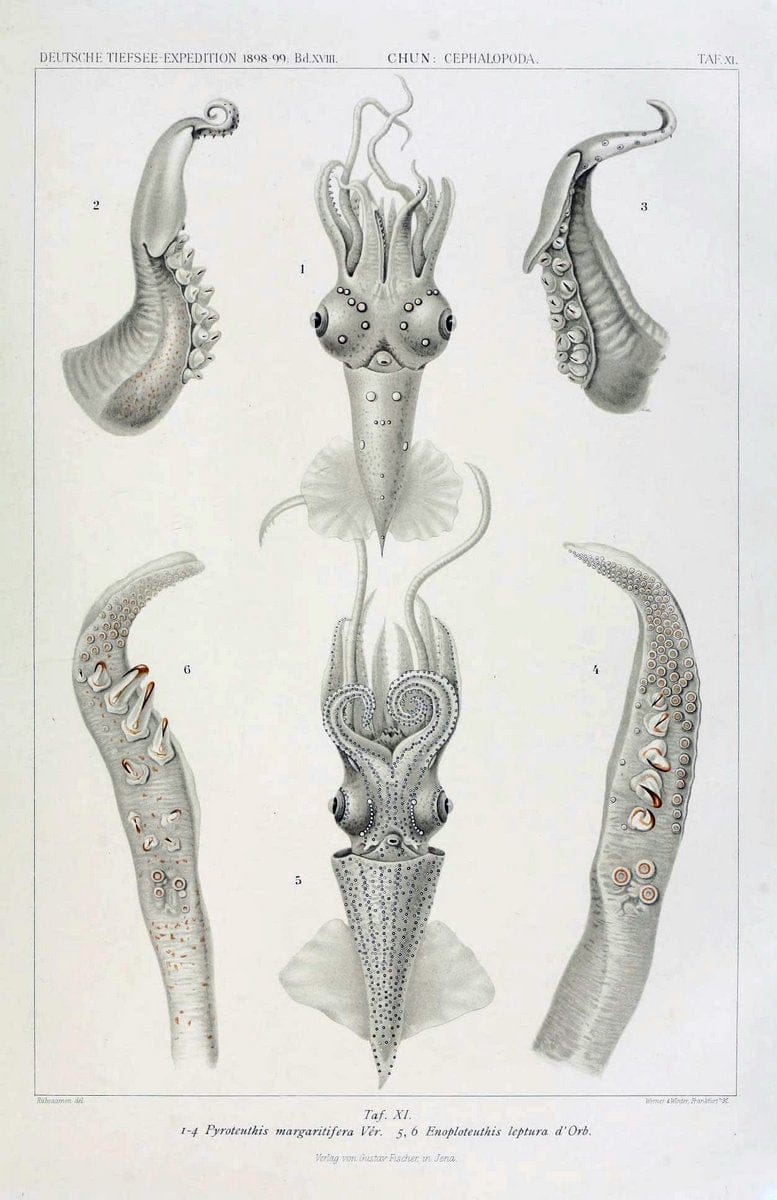 Die Cephalopoden. Bd. 18, T.1 (Atlas)[Jena],G. Fischer,1910-1915. | Cephalopoda "Valdivia (Ship)" "Valdivia Expedition (1898-1899)"  "Woods Hole" | Vintage Print Reproduction 471410