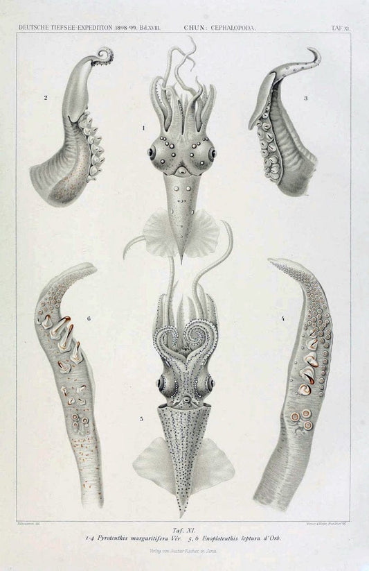 Die Cephalopoden. Bd. 18, T.1 (Atlas)[Jena],G. Fischer,1910-1915. | Cephalopoda "Valdivia (Ship)" "Valdivia Expedition (1898-1899)"  "Woods Hole" | Vintage Print Reproduction 471410