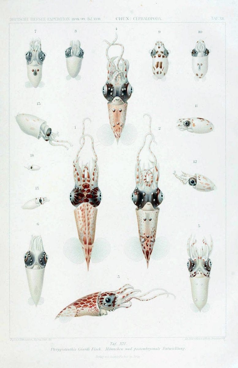 Die Cephalopoden. Bd. 18, T.1 (Atlas)[Jena],G. Fischer,1910-1915. | Cephalopoda "Valdivia (Ship)" "Valdivia Expedition (1898-1899)"  "Woods Hole" | Vintage Print Reproduction 471411