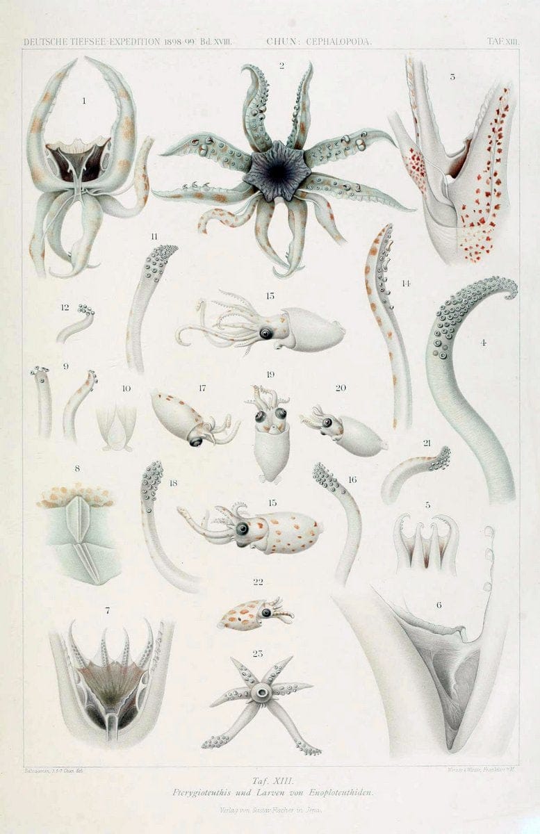 Die Cephalopoden. Bd. 18, T.1 (Atlas)[Jena],G. Fischer,1910-1915. | Cephalopoda "Valdivia (Ship)" "Valdivia Expedition (1898-1899)"  "Woods Hole" | Vintage Print Reproduction 471412
