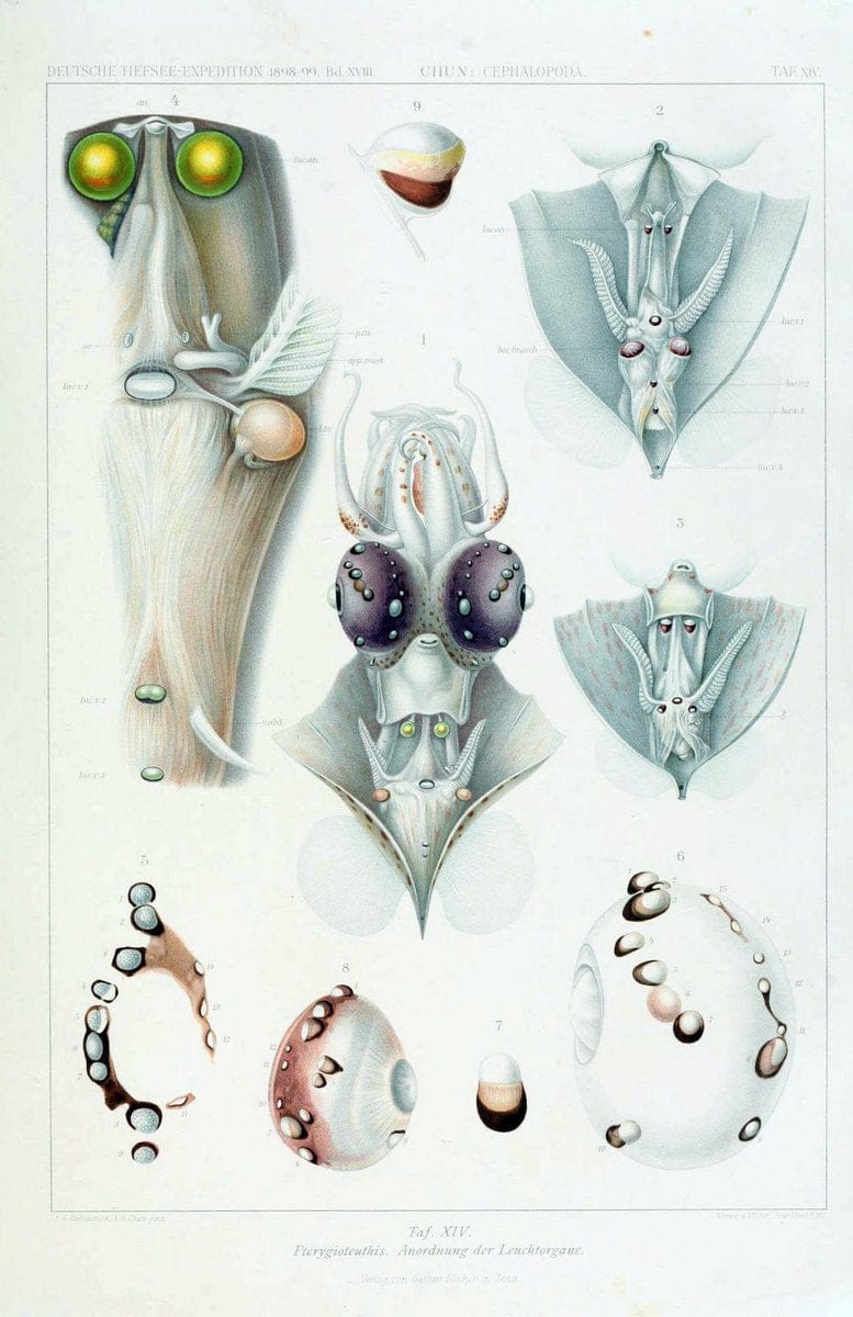 Die Cephalopoden. Bd. 18, T.1 (Atlas)[Jena],G. Fischer,1910-1915. | Cephalopoda "Valdivia (Ship)" "Valdivia Expedition (1898-1899)"  "Woods Hole" | Vintage Print Reproduction 471413