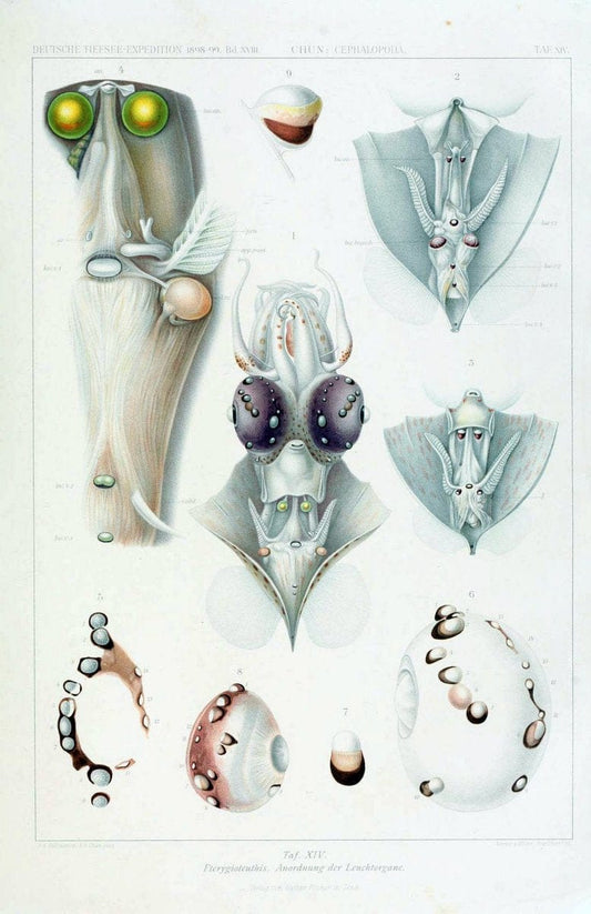 Die Cephalopoden. Bd. 18, T.1 (Atlas)[Jena],G. Fischer,1910-1915. | Cephalopoda "Valdivia (Ship)" "Valdivia Expedition (1898-1899)"  "Woods Hole" | Vintage Print Reproduction 471413