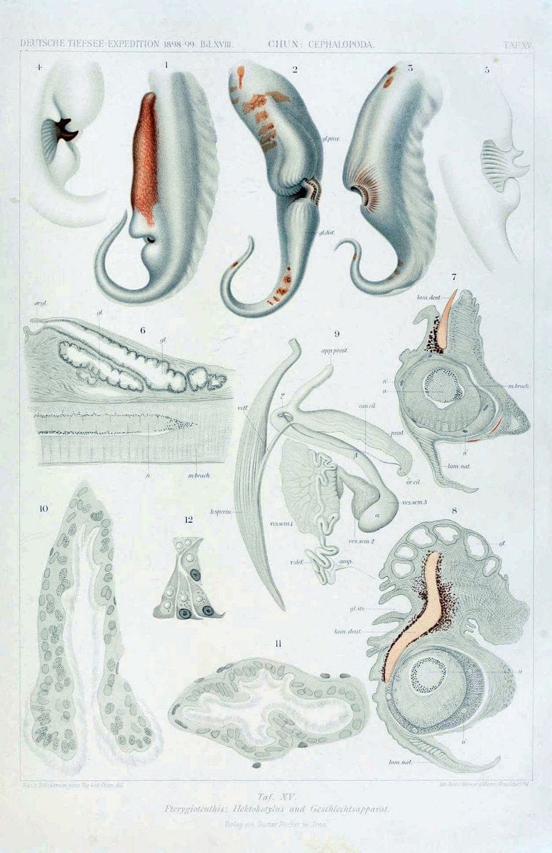 Die Cephalopoden. Bd. 18, T.1 (Atlas)[Jena],G. Fischer,1910-1915. | Cephalopoda "Valdivia (Ship)" "Valdivia Expedition (1898-1899)"  "Woods Hole" | Vintage Print Reproduction 471414