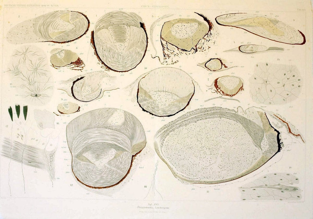 Die Cephalopoden. Bd. 18, T.1 (Atlas)[Jena],G. Fischer,1910-1915. | Cephalopoda "Valdivia (Ship)" "Valdivia Expedition (1898-1899)"  "Woods Hole" | Vintage Print Reproduction 471415