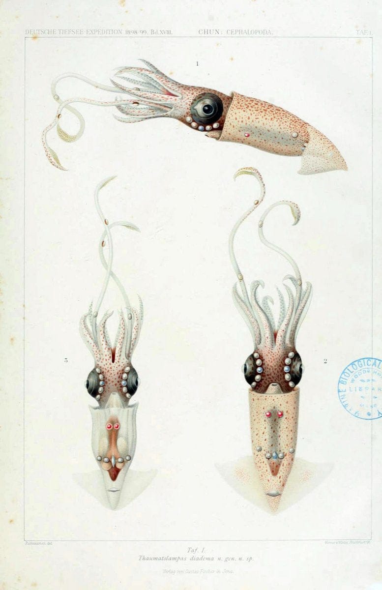 Die Cephalopoden. Bd. 18, T.1 (Atlas)[Jena],G. Fischer,1910-1915. | Cephalopoda "Valdivia (Ship)" "Valdivia Expedition (1898-1899)"  "Woods Hole" | Vintage Print Reproduction 471416