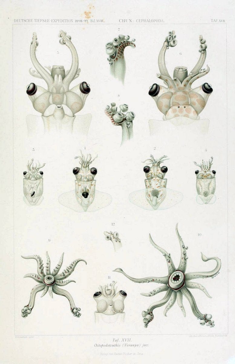 Die Cephalopoden. Bd. 18, T.1 (Atlas)[Jena],G. Fischer,1910-1915. | Cephalopoda "Valdivia (Ship)" "Valdivia Expedition (1898-1899)"  "Woods Hole" | Vintage Print Reproduction 471417