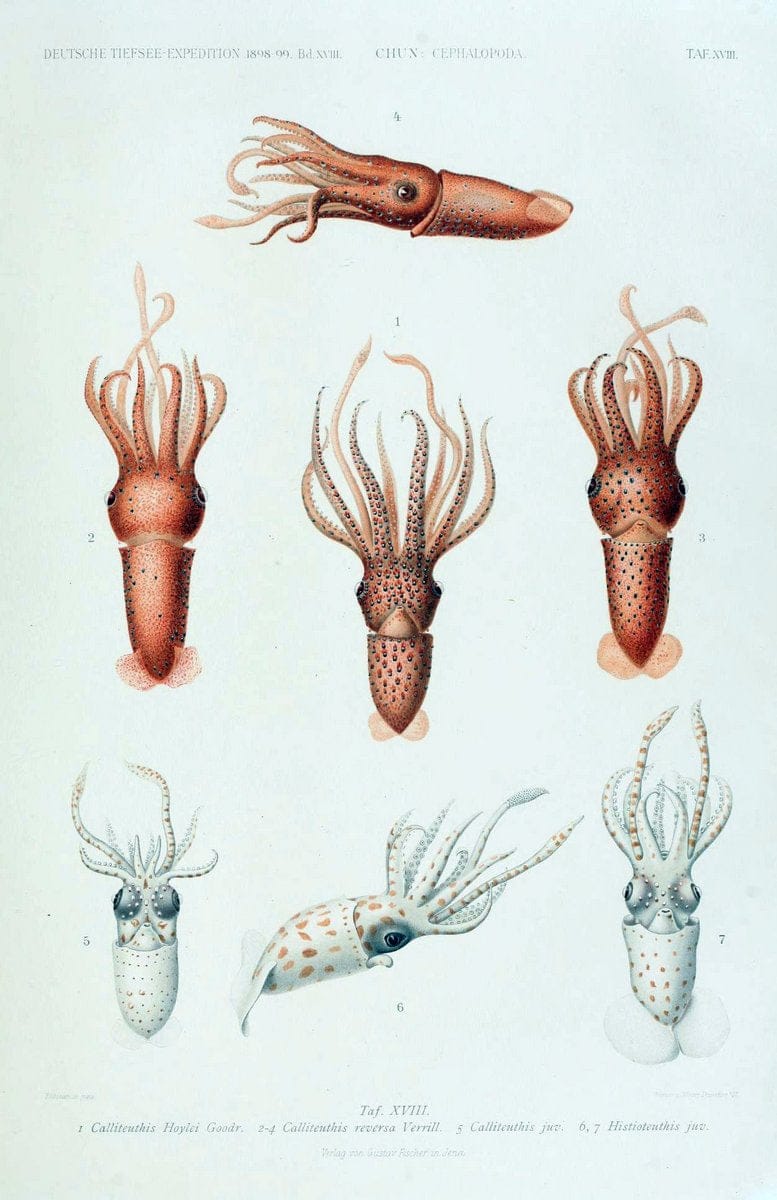 Die Cephalopoden. Bd. 18, T.1 (Atlas)[Jena],G. Fischer,1910-1915. | Cephalopoda "Valdivia (Ship)" "Valdivia Expedition (1898-1899)"  "Woods Hole" | Vintage Print Reproduction 471418
