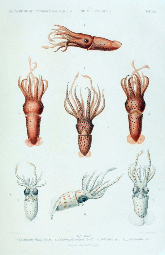 Die Cephalopoden. Bd. 18, T.1 (Atlas)[Jena],G. Fischer,1910-1915. | Cephalopoda "Valdivia (Ship)" "Valdivia Expedition (1898-1899)"  "Woods Hole" | Vintage Print Reproduction 471418