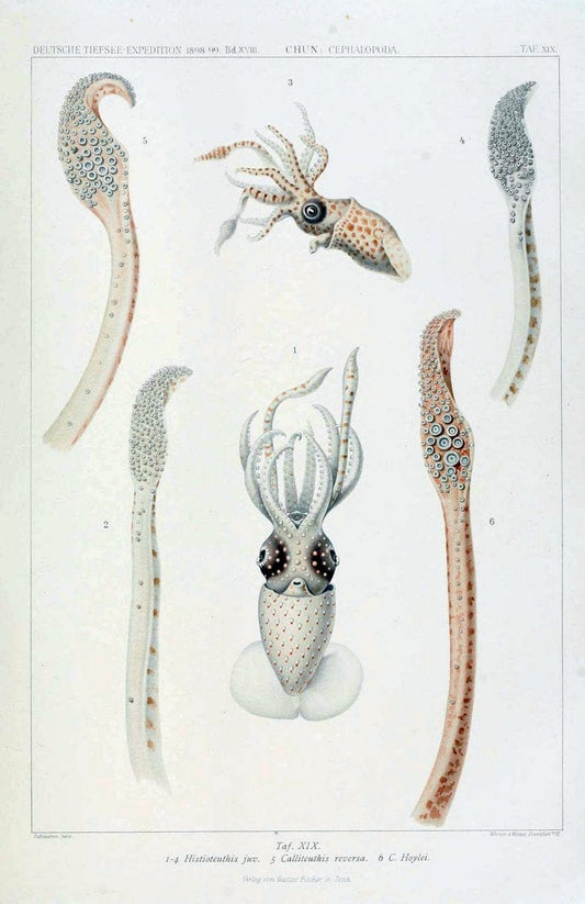 Die Cephalopoden. Bd. 18, T.1 (Atlas)[Jena],G. Fischer,1910-1915. | Cephalopoda "Valdivia (Ship)" "Valdivia Expedition (1898-1899)"  "Woods Hole" | Vintage Print Reproduction 471419