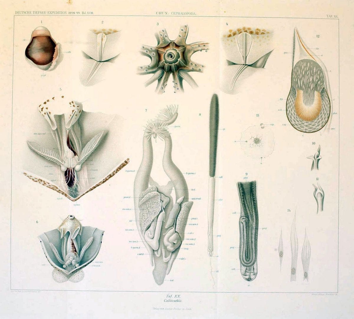 Die Cephalopoden. Bd. 18, T.1 (Atlas)[Jena],G. Fischer,1910-1915. | Cephalopoda "Valdivia (Ship)" "Valdivia Expedition (1898-1899)"  "Woods Hole" | Vintage Print Reproduction 471420