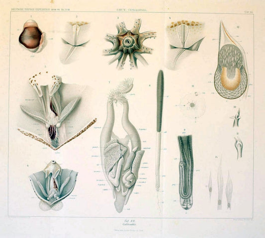 Die Cephalopoden. Bd. 18, T.1 (Atlas)[Jena],G. Fischer,1910-1915. | Cephalopoda "Valdivia (Ship)" "Valdivia Expedition (1898-1899)"  "Woods Hole" | Vintage Print Reproduction 471420