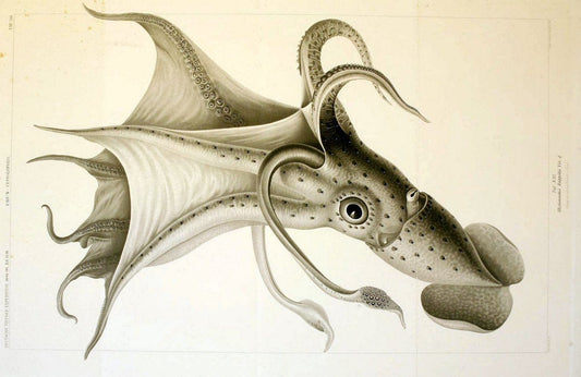 Die Cephalopoden. Bd. 18, T.1 (Atlas)[Jena],G. Fischer,1910-1915. | Cephalopoda "Valdivia (Ship)" "Valdivia Expedition (1898-1899)"  "Woods Hole" | Vintage Print Reproduction 471421
