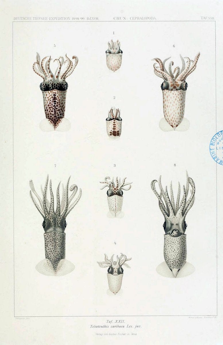 Die Cephalopoden. Bd. 18, T.1 (Atlas)[Jena],G. Fischer,1910-1915. | Cephalopoda "Valdivia (Ship)" "Valdivia Expedition (1898-1899)"  "Woods Hole" | Vintage Print Reproduction 471422