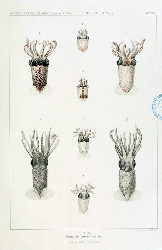 Die Cephalopoden. Bd. 18, T.1 (Atlas)[Jena],G. Fischer,1910-1915. | Cephalopoda "Valdivia (Ship)" "Valdivia Expedition (1898-1899)"  "Woods Hole" | Vintage Print Reproduction 471422
