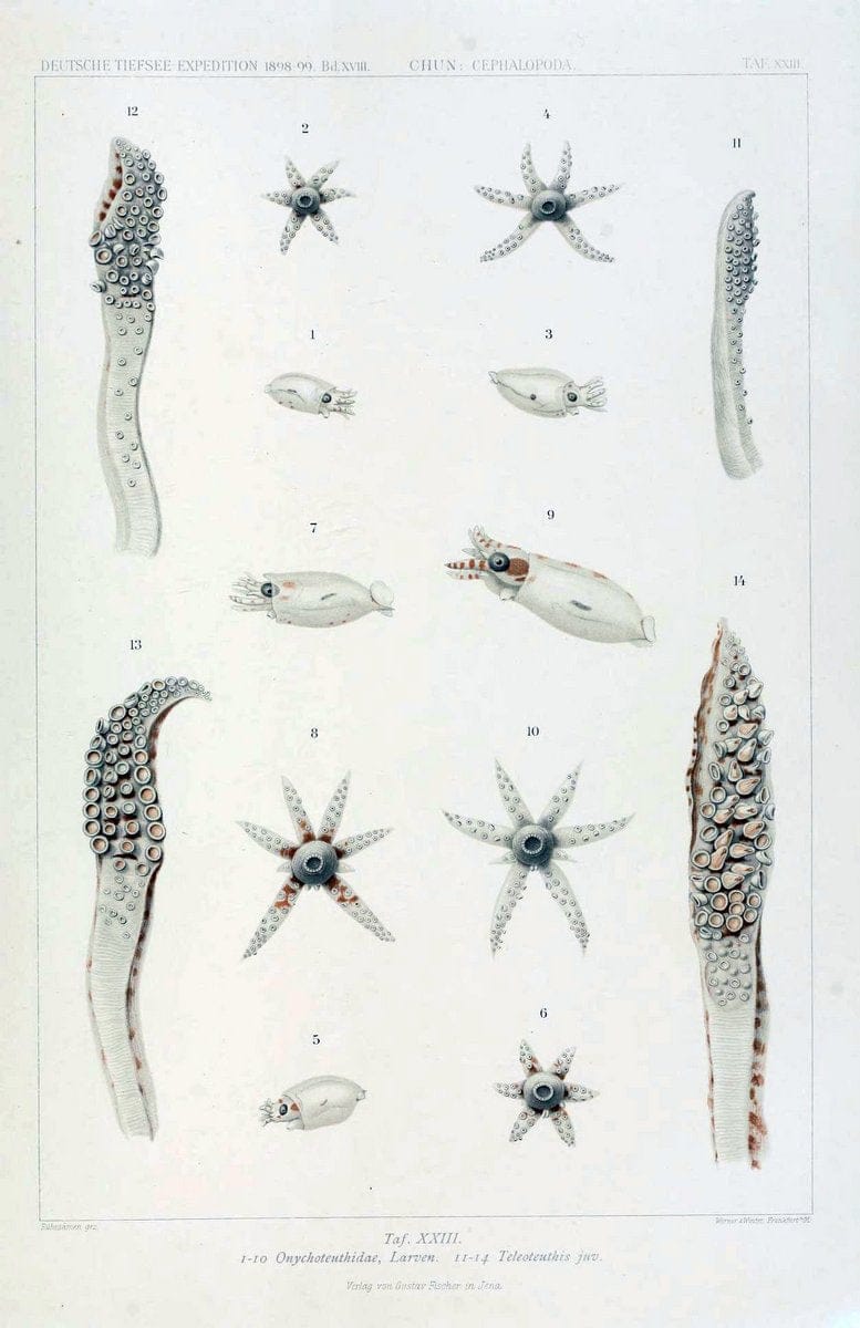 Die Cephalopoden. Bd. 18, T.1 (Atlas)[Jena],G. Fischer,1910-1915. | Cephalopoda "Valdivia (Ship)" "Valdivia Expedition (1898-1899)"  "Woods Hole" | Vintage Print Reproduction 471423