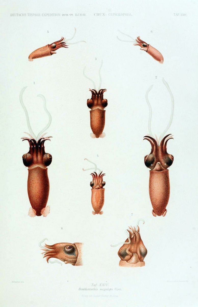 Die Cephalopoden. Bd. 18, T.1 (Atlas)[Jena],G. Fischer,1910-1915. | Cephalopoda "Valdivia (Ship)" "Valdivia Expedition (1898-1899)"  "Woods Hole" | Vintage Print Reproduction 471424