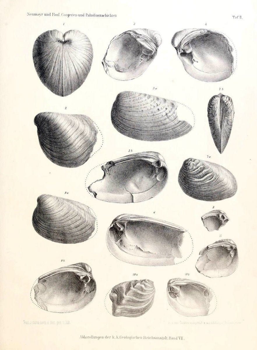 Die Congerien- und Paludinenschichten Slavoniens und deren Faunen :.Wien :HÃ¶lder,1875. | "Freshwater invertebrates" "Gastropoda, Fossil" Paleontology Yugoslavia | Vintage Print Reproduction 471425