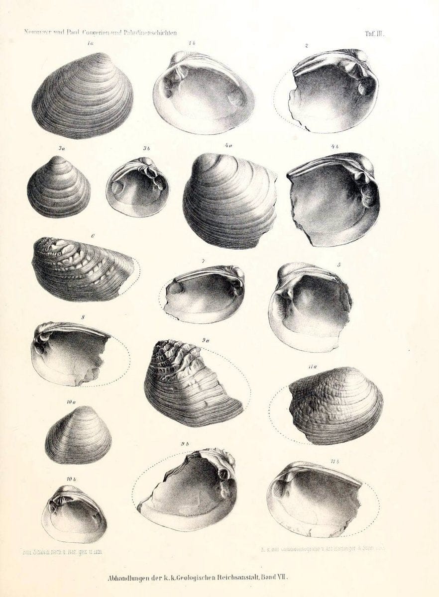 Die Congerien- und Paludinenschichten Slavoniens und deren Faunen :.Wien :HÃ¶lder,1875. | "Freshwater invertebrates" "Gastropoda, Fossil" Paleontology Yugoslavia | Vintage Print Reproduction 471426