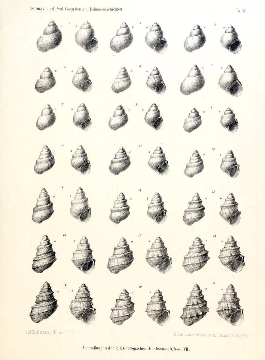 Die Congerien- und Paludinenschichten Slavoniens und deren Faunen :.Wien :HÃ¶lder,1875. | "Freshwater invertebrates" "Gastropoda, Fossil" Paleontology Yugoslavia | Vintage Print Reproduction 471427