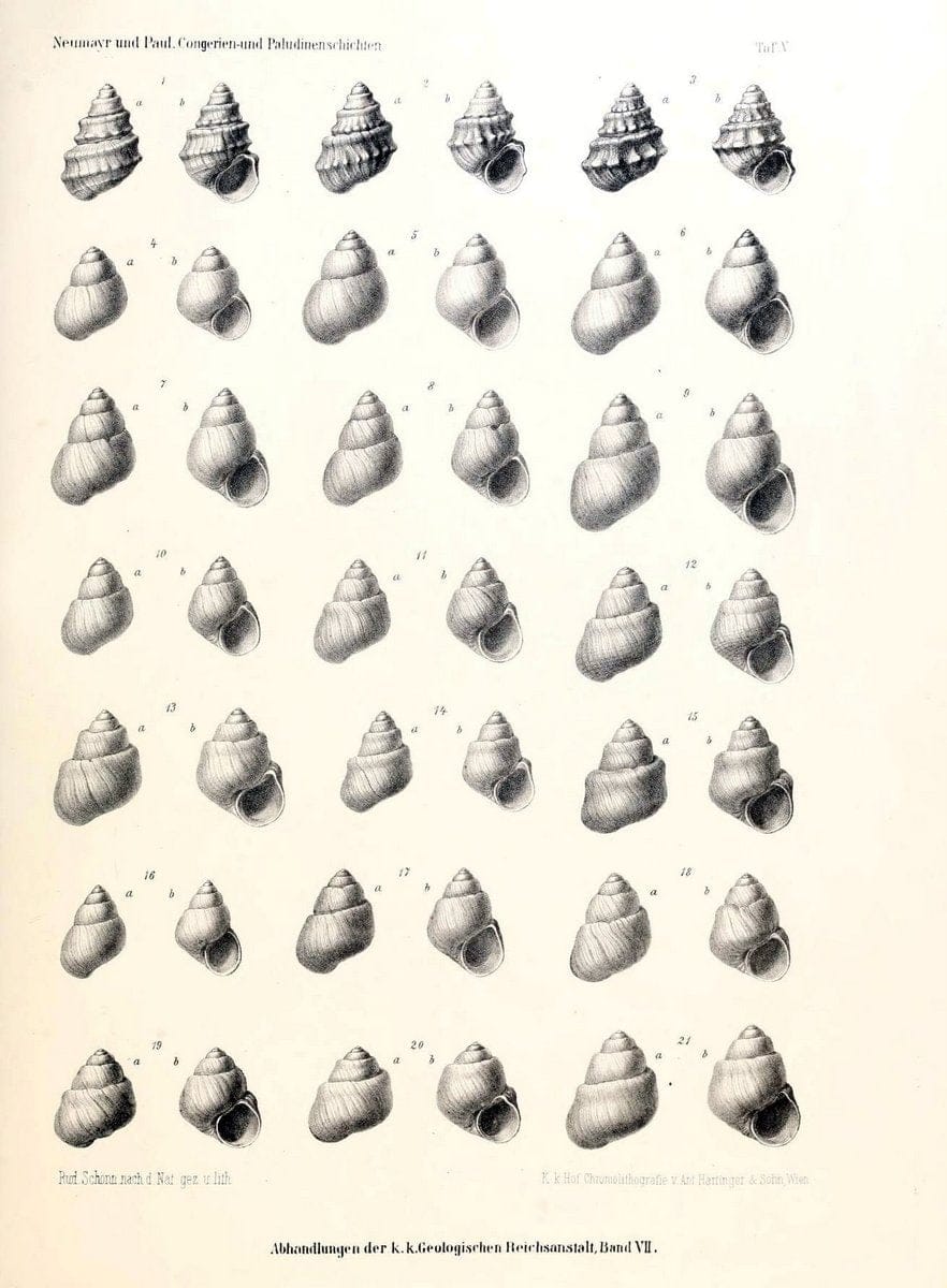 Die Congerien- und Paludinenschichten Slavoniens und deren Faunen :.Wien :HÃ¶lder,1875. | "Freshwater invertebrates" "Gastropoda, Fossil" Paleontology Yugoslavia | Vintage Print Reproduction 471428