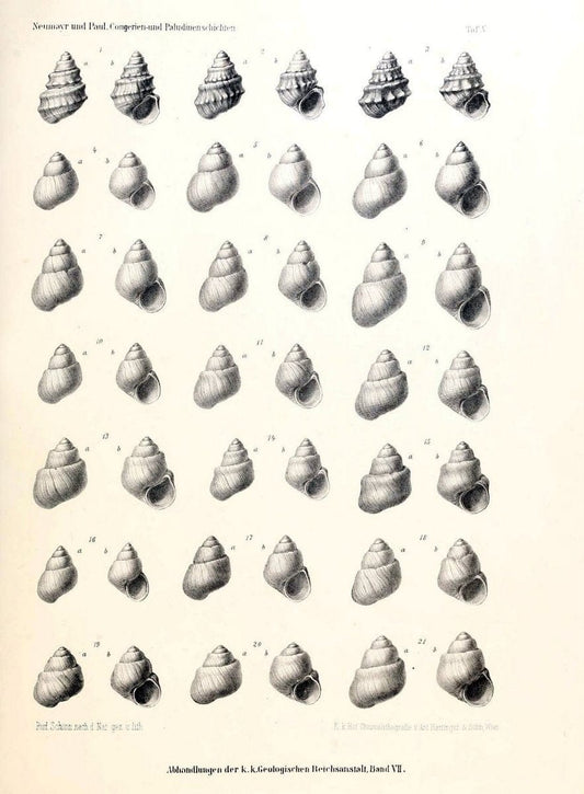 Die Congerien- und Paludinenschichten Slavoniens und deren Faunen :.Wien :HÃ¶lder,1875. | "Freshwater invertebrates" "Gastropoda, Fossil" Paleontology Yugoslavia | Vintage Print Reproduction 471428