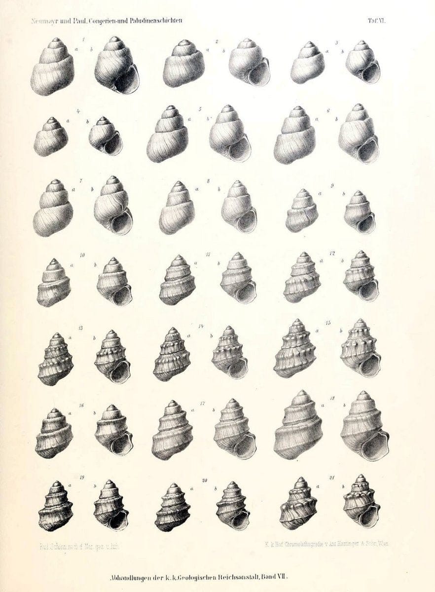 Die Congerien- und Paludinenschichten Slavoniens und deren Faunen :.Wien :HÃ¶lder,1875. | "Freshwater invertebrates" "Gastropoda, Fossil" Paleontology Yugoslavia | Vintage Print Reproduction 471429