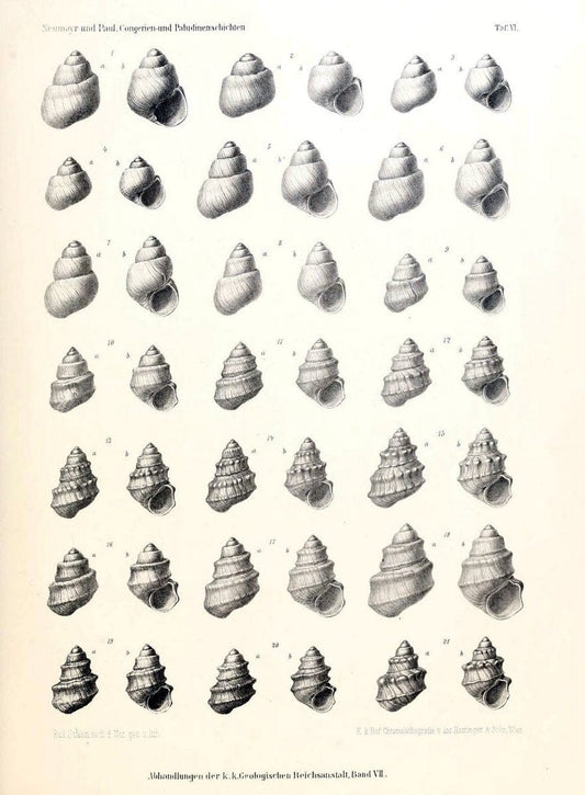 Die Congerien- und Paludinenschichten Slavoniens und deren Faunen :.Wien :HÃ¶lder,1875. | "Freshwater invertebrates" "Gastropoda, Fossil" Paleontology Yugoslavia | Vintage Print Reproduction 471429