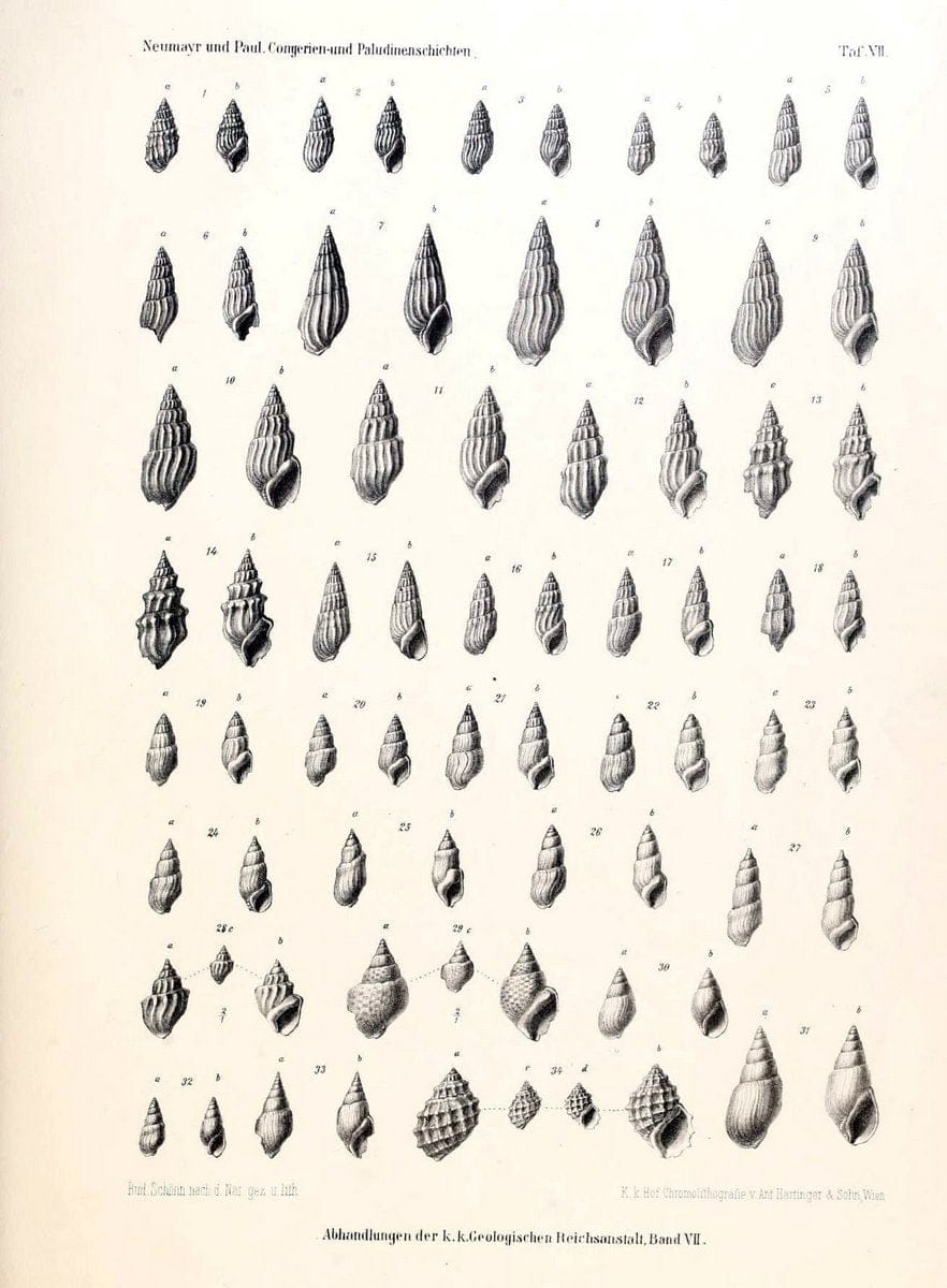 Die Congerien- und Paludinenschichten Slavoniens und deren Faunen :.Wien :HÃ¶lder,1875. | "Freshwater invertebrates" "Gastropoda, Fossil" Paleontology Yugoslavia | Vintage Print Reproduction 471430