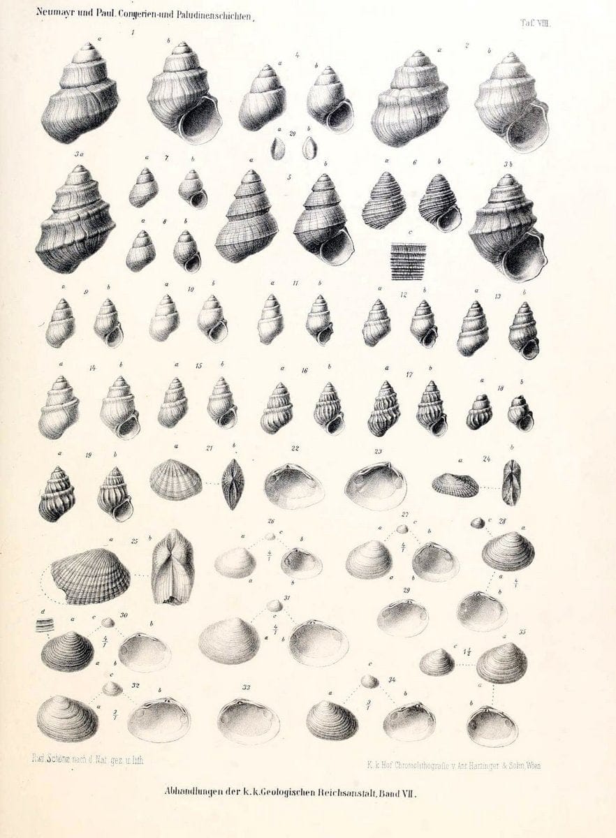 Die Congerien- und Paludinenschichten Slavoniens und deren Faunen :.Wien :HÃ¶lder,1875. | "Freshwater invertebrates" "Gastropoda, Fossil" Paleontology Yugoslavia | Vintage Print Reproduction 471431