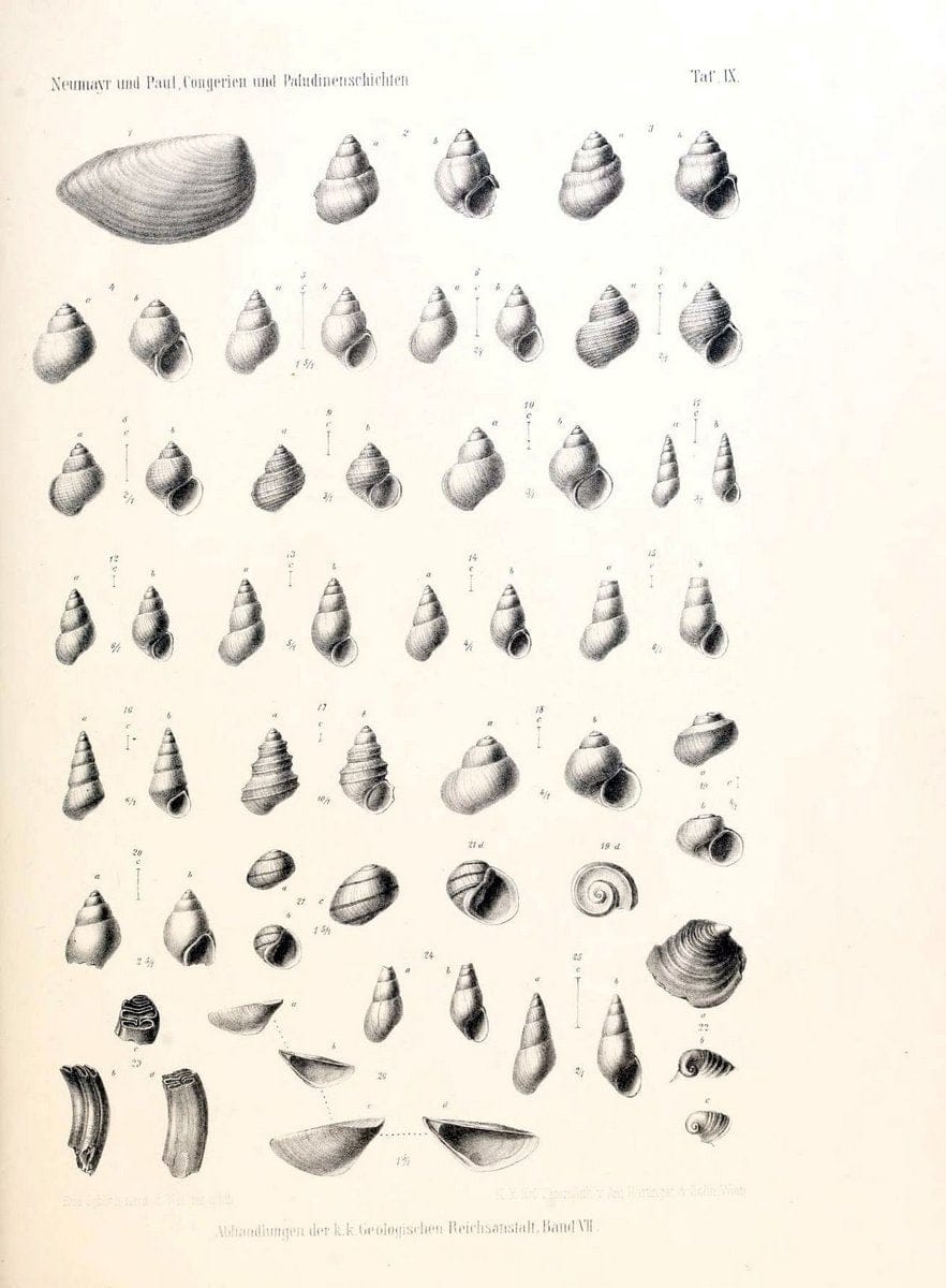 Die Congerien- und Paludinenschichten Slavoniens und deren Faunen :.Wien :HÃ¶lder,1875. | "Freshwater invertebrates" "Gastropoda, Fossil" Paleontology Yugoslavia | Vintage Print Reproduction 471432