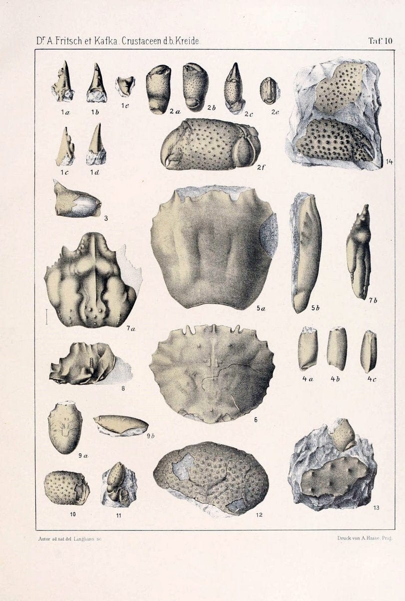 Die crustaceen der bÃ¶hmischen kreideformation /.Prag,Selbstverlag, in commission von F. | Bohemia Cretaceous "Crustacea, Fossil" "Czech Republic" Paleontology  | Vintage Print Reproduction 471433