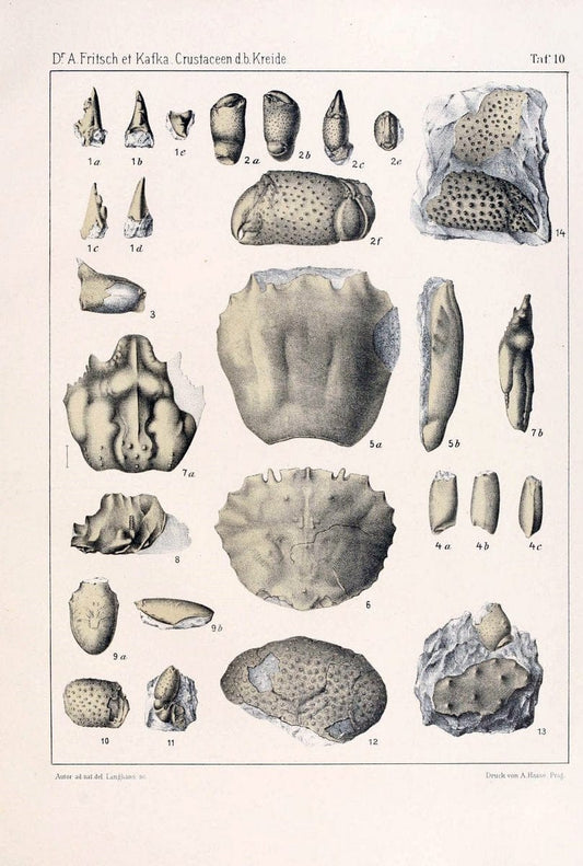 Die crustaceen der bÃ¶hmischen kreideformation /.Prag,Selbstverlag, in commission von F. | Bohemia Cretaceous "Crustacea, Fossil" "Czech Republic" Paleontology  | Vintage Print Reproduction 471433