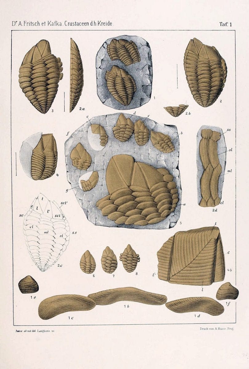 Die crustaceen der bÃ¶hmischen kreideformation /.Prag,Selbstverlag, in commission von F. | Bohemia Cretaceous "Crustacea, Fossil" "Czech Republic" Paleontology  | Vintage Print Reproduction 471434