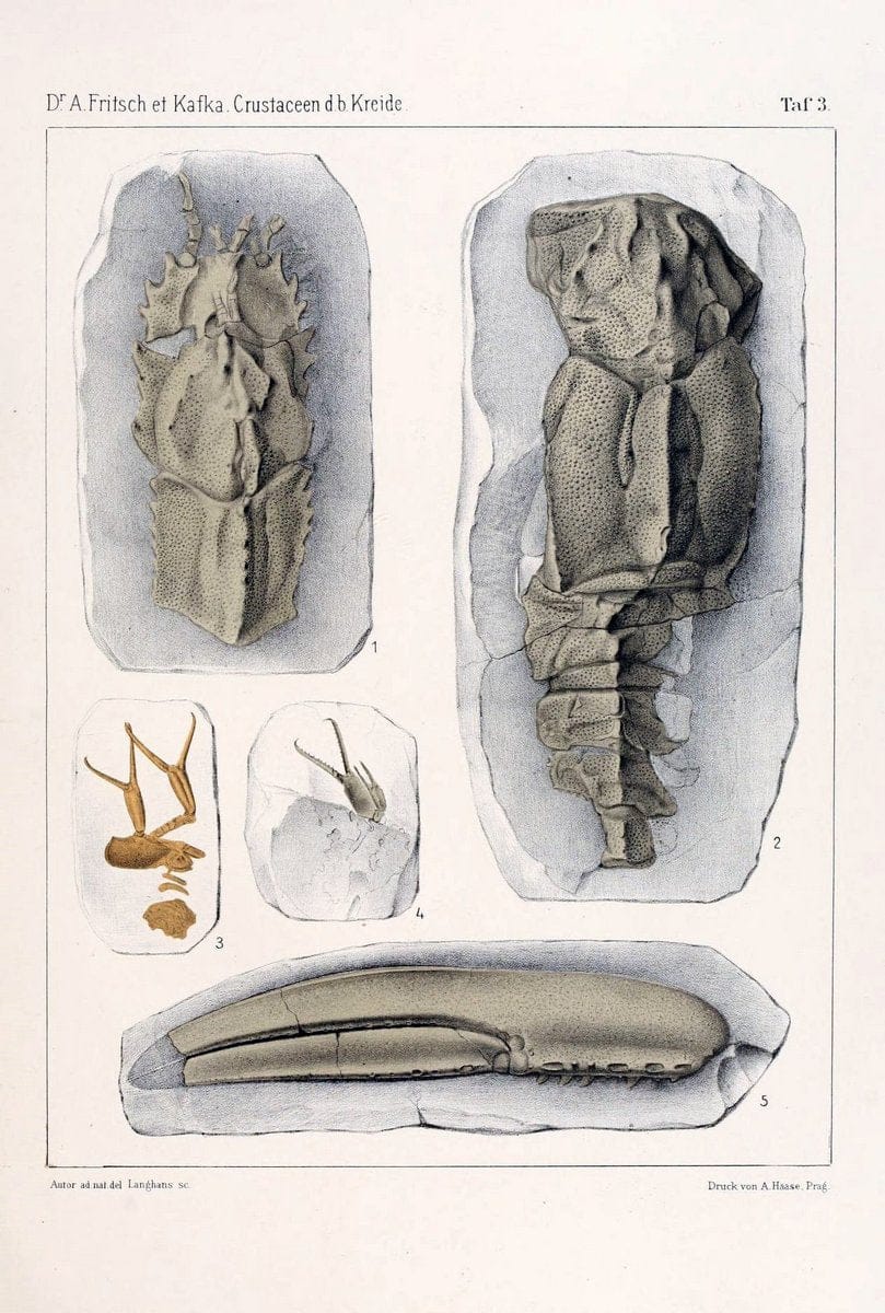 Die crustaceen der bÃ¶hmischen kreideformation /.Prag,Selbstverlag, in commission von F. | Bohemia Cretaceous "Crustacea, Fossil" "Czech Republic" Paleontology  | Vintage Print Reproduction 471436