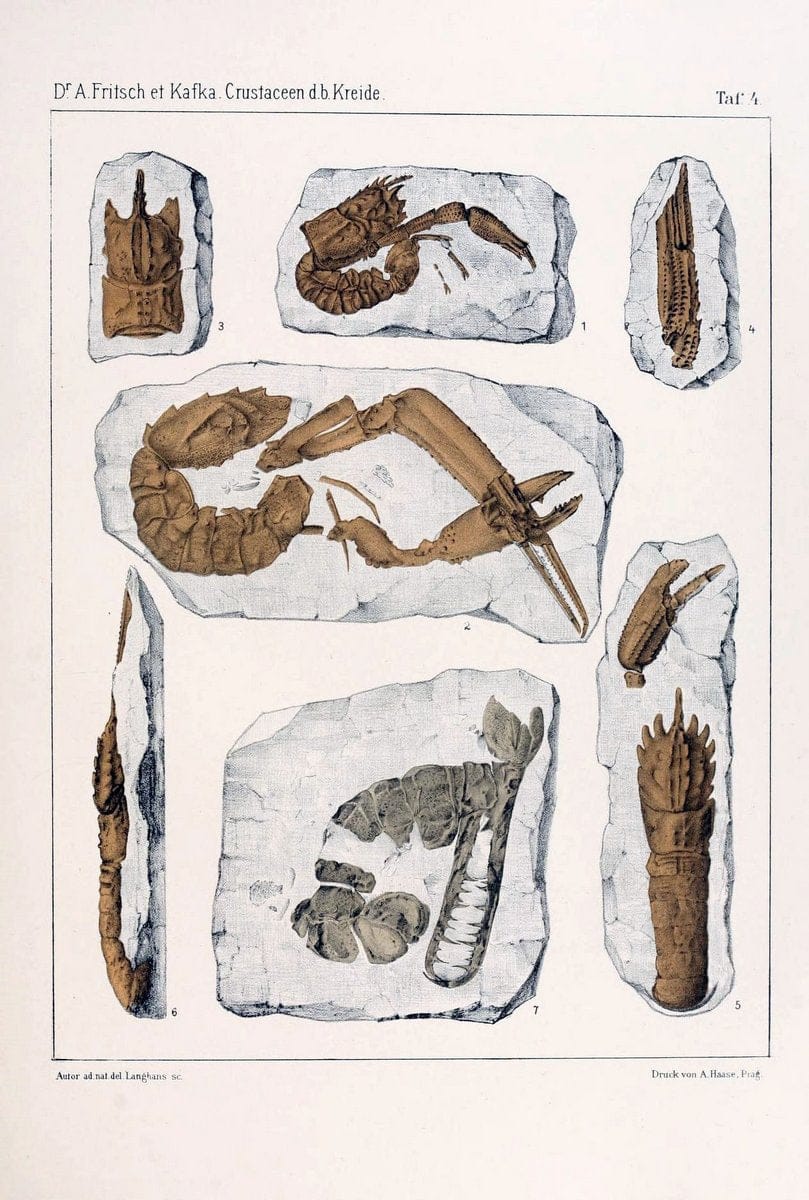 Die crustaceen der bÃ¶hmischen kreideformation /.Prag,Selbstverlag, in commission von F. | Bohemia Cretaceous "Crustacea, Fossil" "Czech Republic" Paleontology  | Vintage Print Reproduction 471437