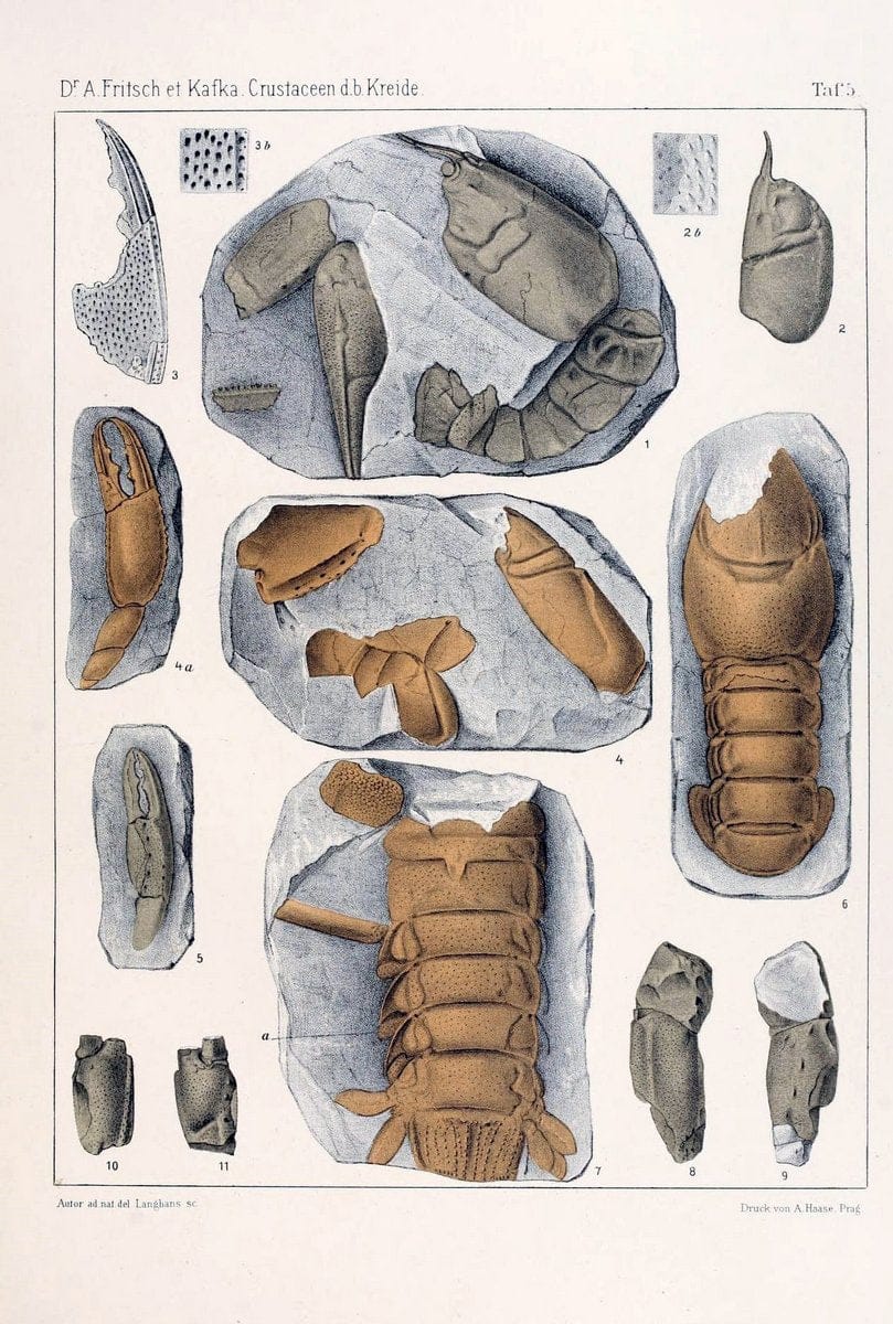 Die crustaceen der bÃ¶hmischen kreideformation /.Prag,Selbstverlag, in commission von F. | Bohemia Cretaceous "Crustacea, Fossil" "Czech Republic" Paleontology  | Vintage Print Reproduction 471438