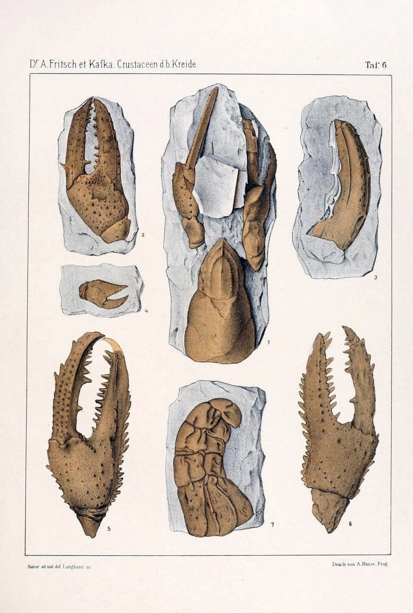 Die crustaceen der bÃ¶hmischen kreideformation /.Prag,Selbstverlag, in commission von F. | Bohemia Cretaceous "Crustacea, Fossil" "Czech Republic" Paleontology  | Vintage Print Reproduction 471439