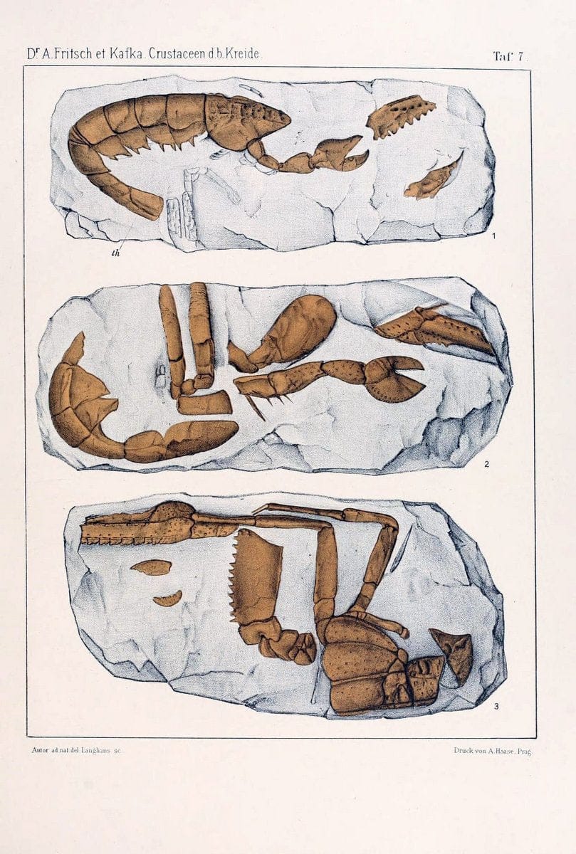 Die crustaceen der bÃ¶hmischen kreideformation /.Prag,Selbstverlag, in commission von F. | Bohemia Cretaceous "Crustacea, Fossil" "Czech Republic" Paleontology  | Vintage Print Reproduction 471440