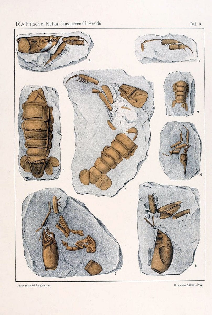 Die crustaceen der bÃ¶hmischen kreideformation /.Prag,Selbstverlag, in commission von F. | Bohemia Cretaceous "Crustacea, Fossil" "Czech Republic" Paleontology  | Vintage Print Reproduction 471441