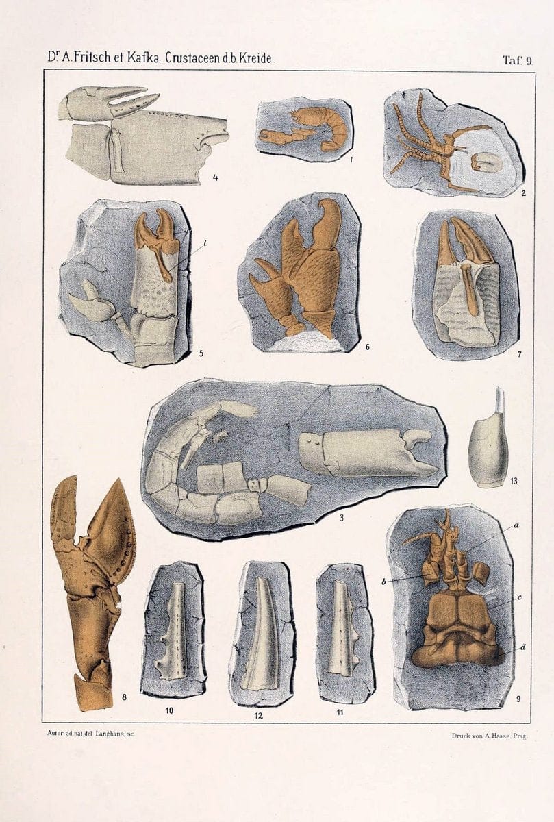 Die crustaceen der bÃ¶hmischen kreideformation /.Prag,Selbstverlag, in commission von F. | Bohemia Cretaceous "Crustacea, Fossil" "Czech Republic" Paleontology  | Vintage Print Reproduction 471442
