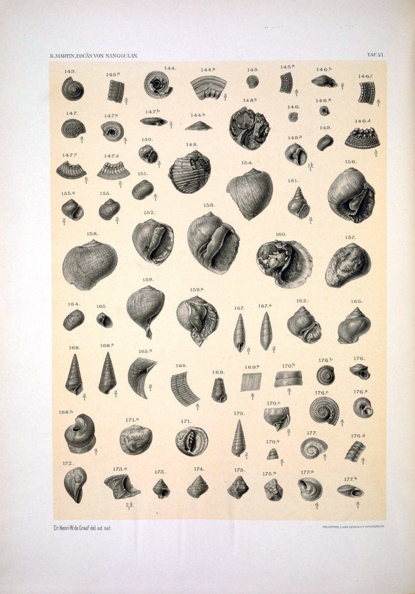 Die Fauna des ObereocaÌˆns von Nanggulan, auf Java /.Leiden :E.J. Brill,1914-1915.. |  | Vintage Print Reproduction 471473