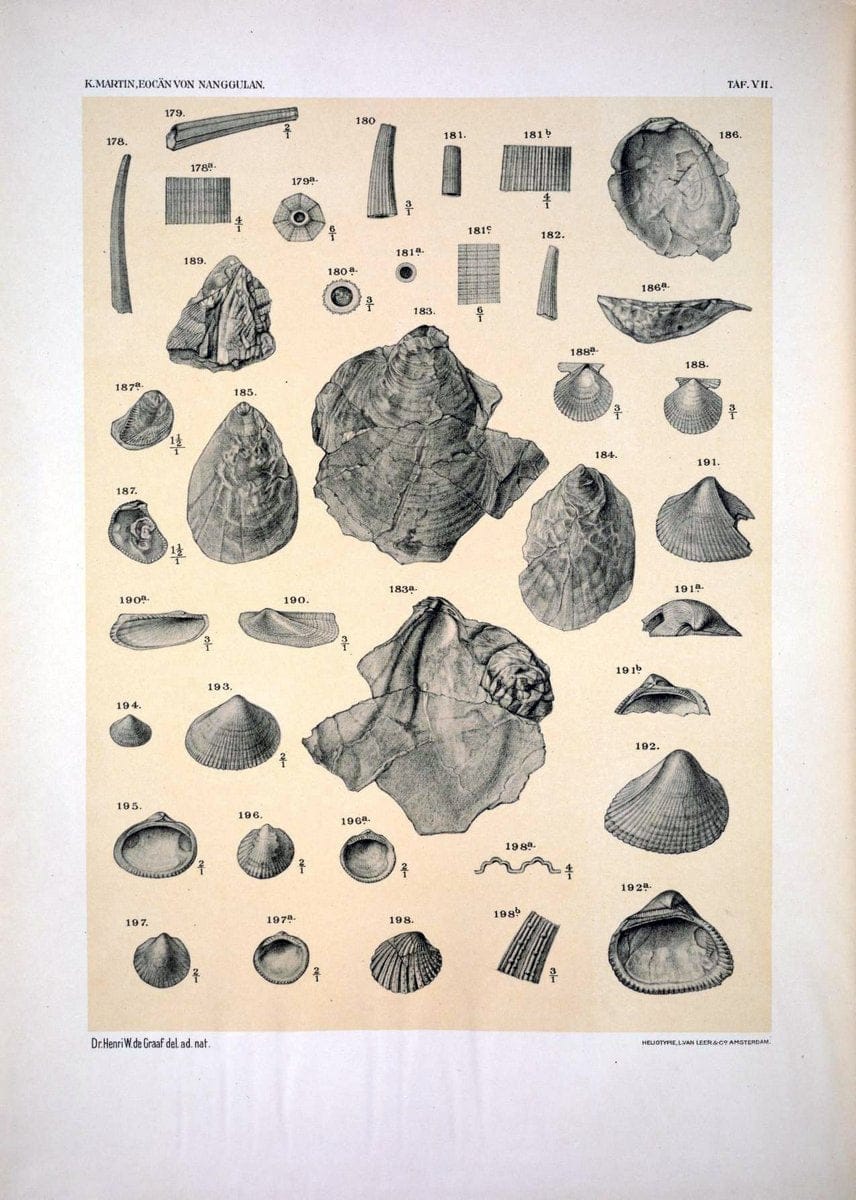 Die Fauna des ObereocaÌˆns von Nanggulan, auf Java /.Leiden :E.J. Brill,1914-1915.. |  | Vintage Print Reproduction 471474