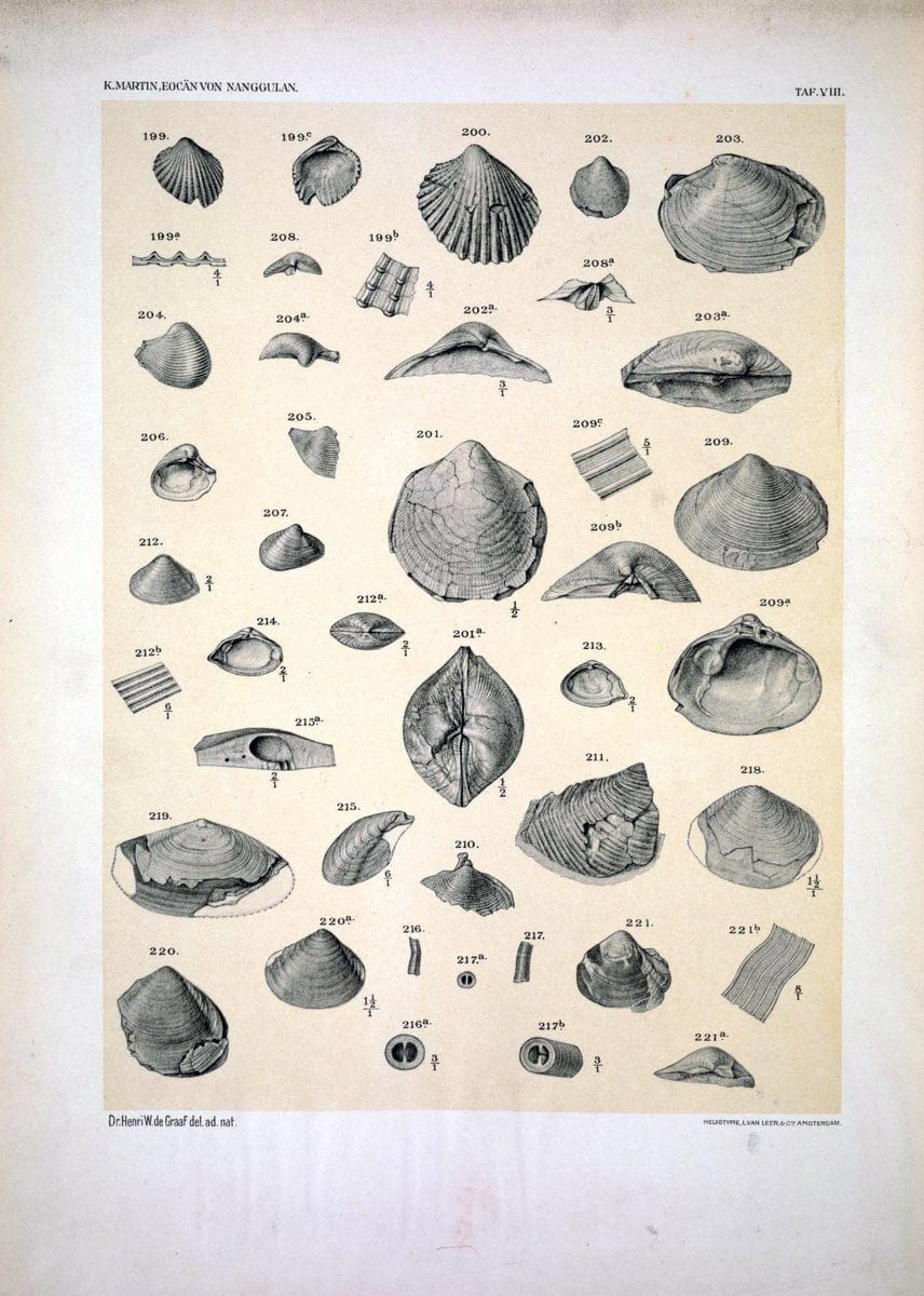 Die Fauna des ObereocaÌˆns von Nanggulan, auf Java /.Leiden :E.J. Brill,1914-1915.. |  | Vintage Print Reproduction 471475