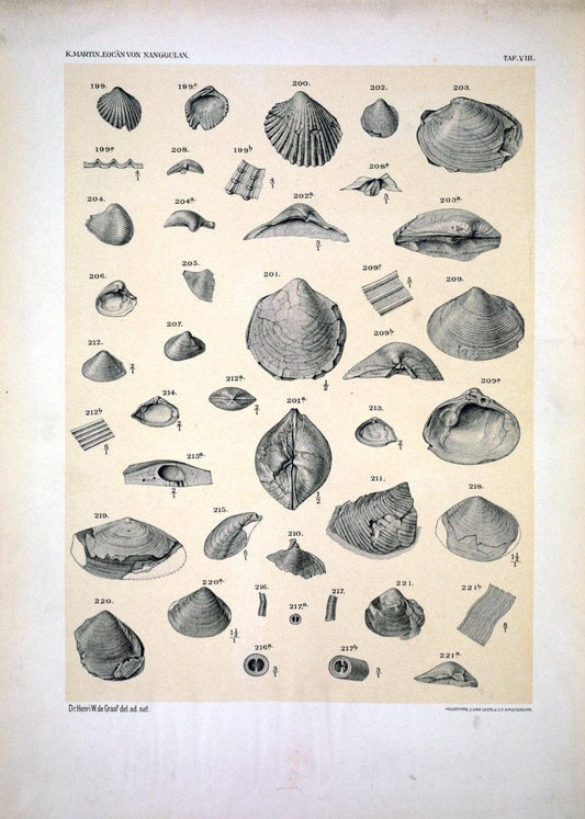 Die Fauna des ObereocaÌˆns von Nanggulan, auf Java /.Leiden :E.J. Brill,1914-1915.. |  | Vintage Print Reproduction 471475
